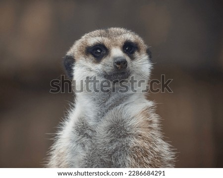 meerkat pictures
animal pictures
Zoo