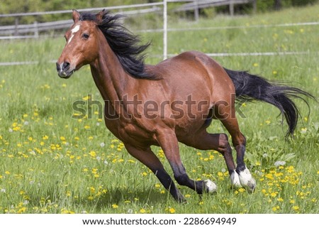 Horse,running,field,grass.In this picture the horse running in the ground act as nature and beauty.