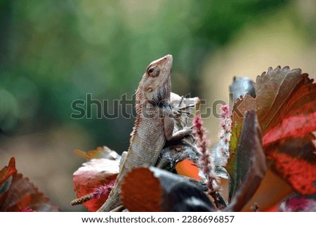 Lizards are a widespread group of squamate reptiles, with over 7,000 species,ranging across all continents except Antarctica. The group is paraphyletic since. On this pictur lizard hunting food...