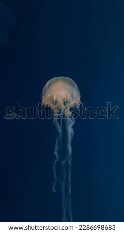 jellyfish with a shape like a parachute in an aquarium tank. This jellyfish is of the Chrysaora quinquecirrha type