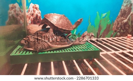 Two turtles are playing and sunbathing on the back of one another 