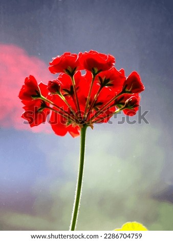 double red geranium flowers on a blurred background, macro, flowers on the windowsill