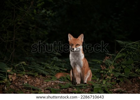 Close up of a Red fox (Vulpes vulpes) in a forest at night, UK.