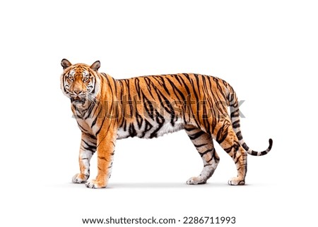 royal tiger (P. t. corbetti) isolated on white background clipping path included. The tiger is staring at its prey. Hunter concept. Royalty-Free Stock Photo #2286711993