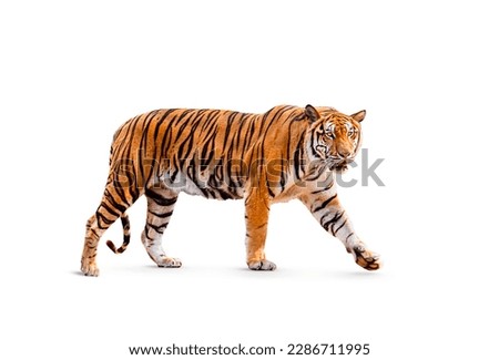 royal tiger (P. t. corbetti) isolated on white background clipping path included. The tiger is staring at its prey. Hunter concept.