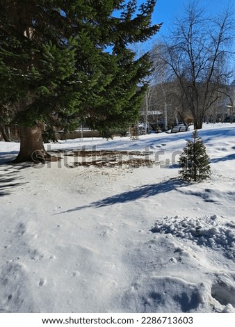 sunny day winter landscape photo image with blue sky and trees