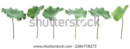 Big set fresh of green lotus leaf isolated on white background with clipping paths.