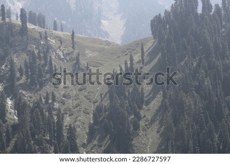 This is the picture of trees in the mountains of swat. In this picture you can see the hill view along with trees. Beautiful greenery seen on mountains.