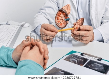 Urology and treatment of kidney disease. Doctor analyzing of patient kidney health using kidney ultrasound and anatomical model Royalty-Free Stock Photo #2286729781