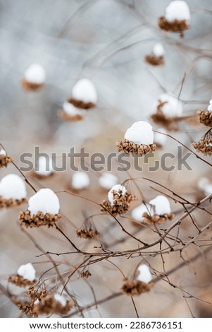 Dry plants in the winter time. Tinted image for interior poster, printing, wallpaper