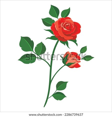 Roses. red rose branches. Red roses hand drawn color set. rose flowers isolated on white background. Vector colored elements illustration for happy Valentines day