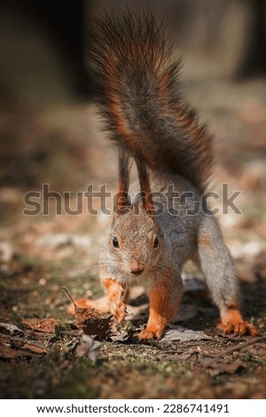 (Sciurus vulgaris) Close up eurasian red squirrel sits with nut on a tree branch and holds nut. Funny fluffy fat squirrel eat a nut on a tree branch.