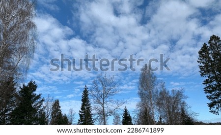 Scenic picture of blue and cloudy sky . Also Treetops , trees and sun in springtime