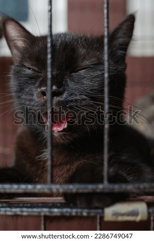 black cat with protruding tongue