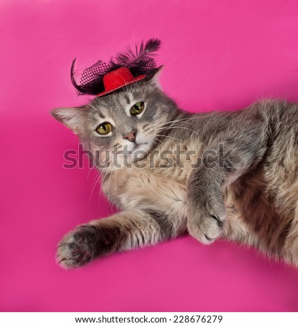 Striped gray cat with red hat lying on pink background