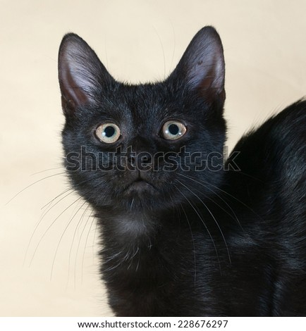 Black kitten standing on yellow background