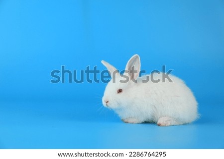 Lovely baby bunny easter fluffy white rabbit on blue screen background with red gift box for special occasions. Happy new year or valentines day, Happy birthday  concept. Symbol animal of easter day.
