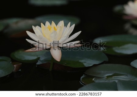 A Low Key Image of a White Water Lily on a Pond