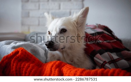 Close up photo of lovely cute white pet or dog wrapped in blankets to keep warm from winter cold