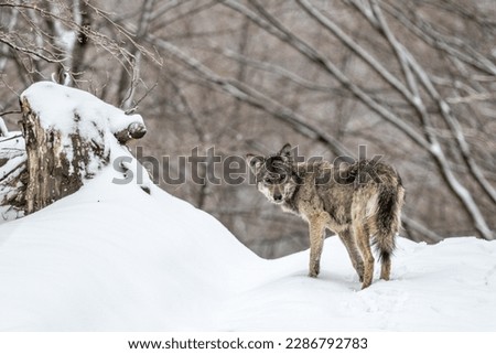 Grey Wolf in a snowy forest landscape. Canis lupus. Bieszczady Mountains, Carpathians, Poland.