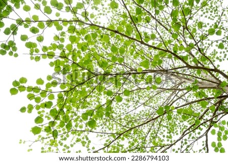 Tree isolated on white background.Other name is Sacred fig,Pipal,Bohhi,Bo,Peepul.Collection of beautiful tropical tree.Beautiful heart shaped leafs.Overhead shot.