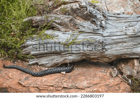 Venomous adder viper snake (Vipera berus) attack and bite.