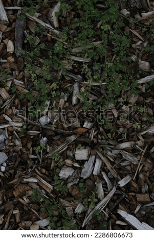 Picture of wet wood chips with helxine growing in between