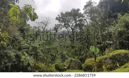 Rain forest in the Colombian Andes Mountains around Jericó (Jerico), Antioquia, Colombia. The pictures shows a wide diversity of tropical plants and many shades of green.