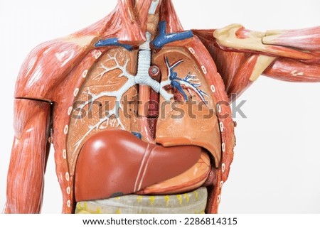 Anatomy human body model inthe class room on white background.Part of human body model with organ system.Human muscle model.Medical education concept. Royalty-Free Stock Photo #2286814315