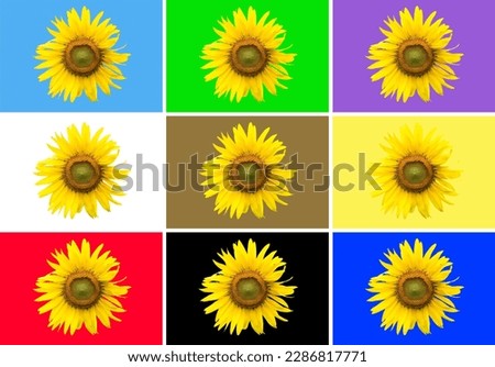 The colours of diversity. This panel is a fusion of nine photographs assembled  together to create a unique background of one of nine distinct colours for each sunflower picture. Use with imagination.