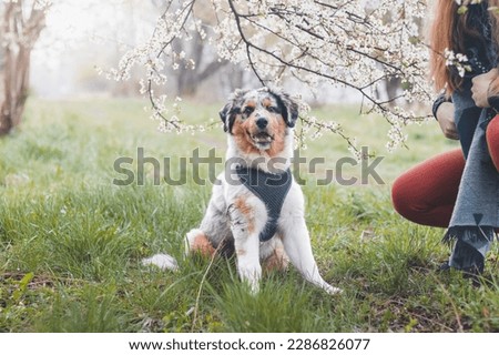 Unique portrait of an Australian Shepherd puppy who expresses his feelings and emotions with his gaze. A playful child sitting under cherry tree listening to his parent.