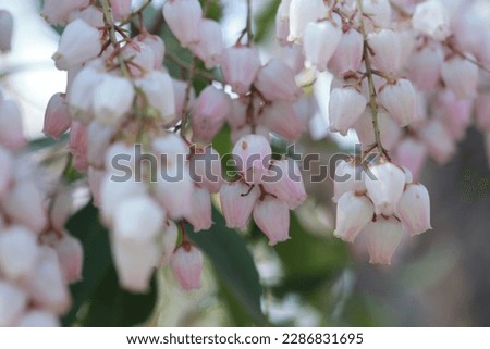 Take a close-up photo of Pieris japonica in the garden