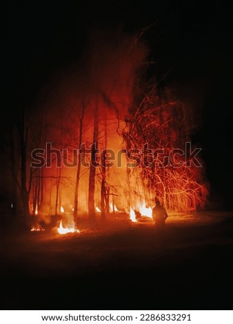 fire in birch forest at night with smoke, spring 2023 Royalty-Free Stock Photo #2286833291