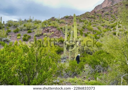 Desert landscape with giant saguaros and green vegetation after winter rains in Skyline Regional Park, in the White Tank Mountains, Buckeye, Arizona, USA
 Royalty-Free Stock Photo #2286833373