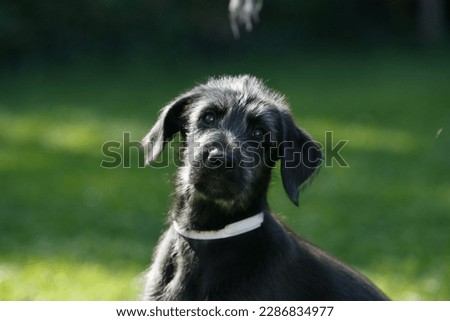 Cute little irish wolfhound portrait Royalty-Free Stock Photo #2286834977