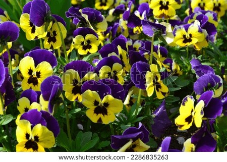 Purple and yellow viola cornuta flower background.