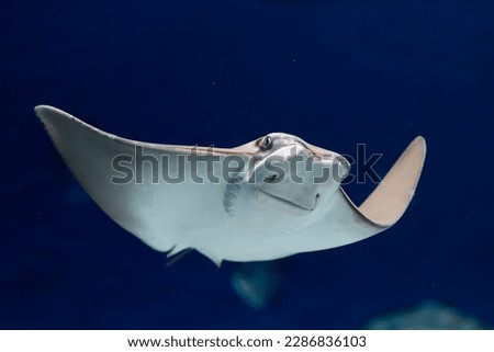 Close up of a Stingray in an aquarium Royalty-Free Stock Photo #2286836103