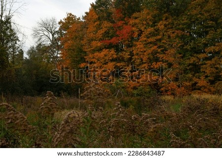The leaves and the trees start to change color during autumn