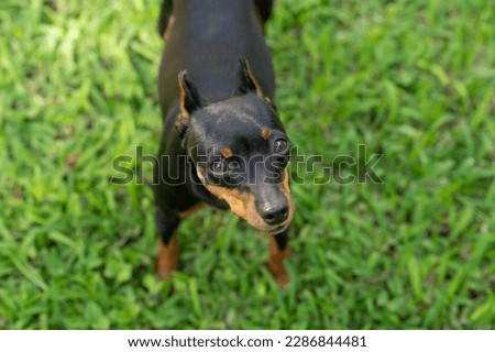 Cute pretty look pincher dog on green blurred grass Royalty-Free Stock Photo #2286844481