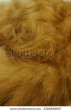 a details of orange or brown cat fur or hair texture
