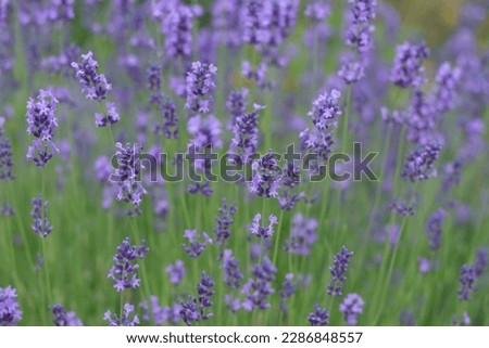 Lavandula angustifolia, Hidcote. Macro photography with selective focus and soft bokeh background. Field of Lavender. Close up of purple lavender flowers background. Blooming Lavandula officinalis.
 Royalty-Free Stock Photo #2286848557