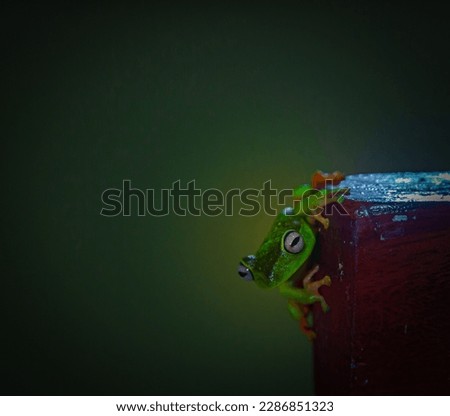 Green and orange tree frog (Hypsiboas albomarginatus)