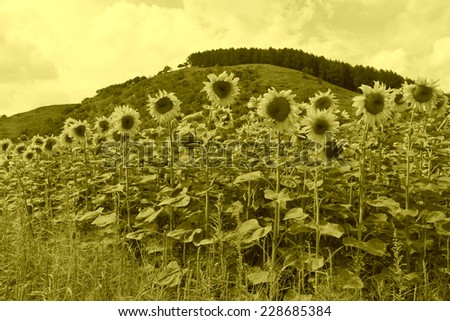 closeup of pictures, beautiful sunflowers in the mountains, north china