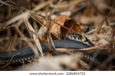 Black snake in spring time, warming up in sunlight. Photo is taken in Anyksciai county Lithuania, Europe. The local name is zaltys. Not poisonous, safe to touch.