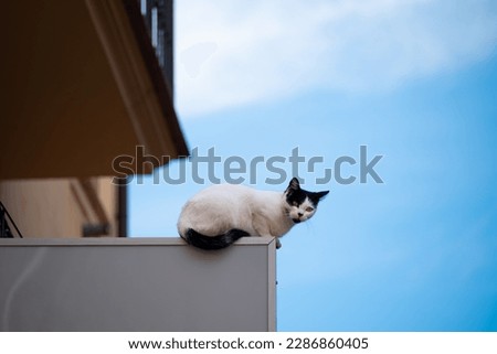 A black and white cat sitting on the top of the logo sign ad board hanging above the entrance door with a blue sky in the background for an unconventional advertising campaign