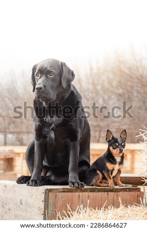 Small and large breeds of dogs sit next to each other. Black labrador retriever and chihuahua tricolor.