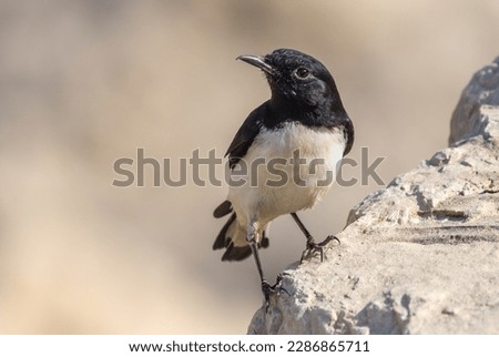 Hume's Wheatear (Oenanthe albonigra) on a sign in the united arab emirates.