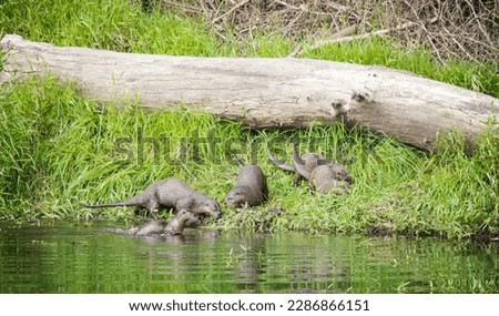 river otter swimming looking for fish