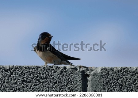 A portrait of a swallow perched on a wall