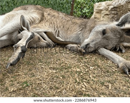 kangaroo mother sleeping with her baby (joey) in her pouch